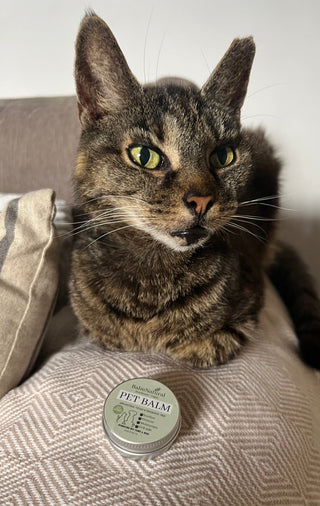 Cat with pet balm, balmnatural